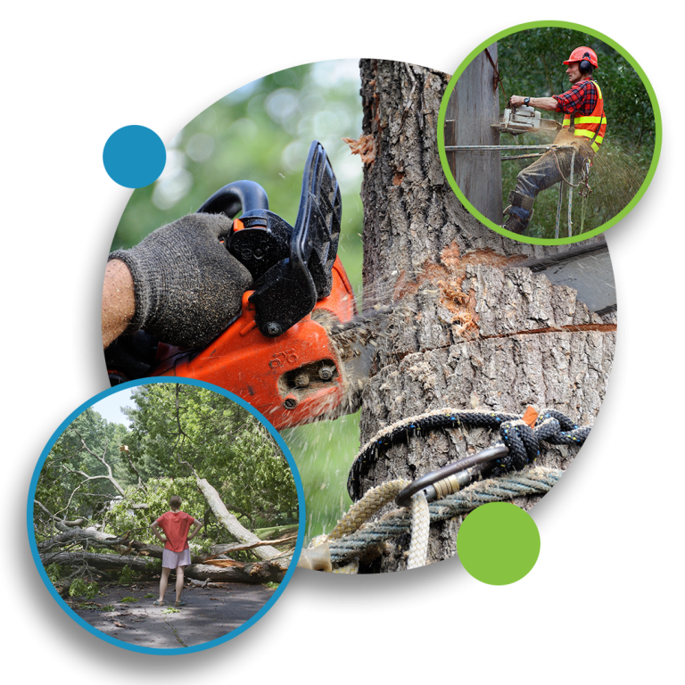 Tree Service Tampa Tree Removal Service Florida ISA Certified