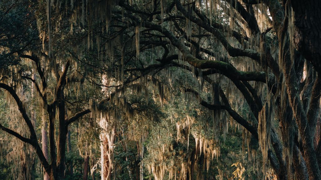 Spanish Moss & Ball Moss Safe or Harmful To Live Oak Trees in Florida